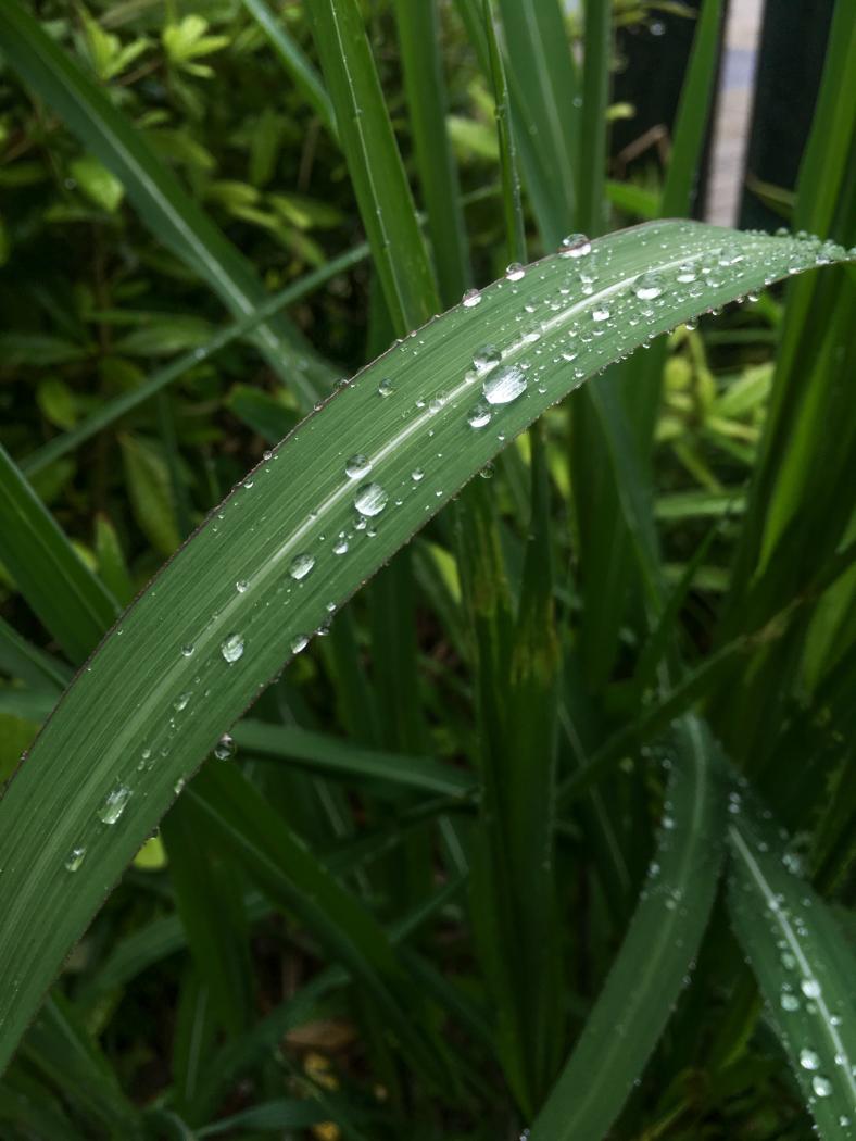 Gouttes de pluie sur un brin d'herbe